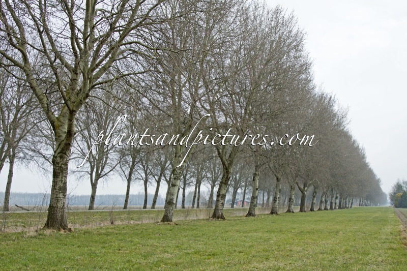 Populus canescens ‘De Moffart’