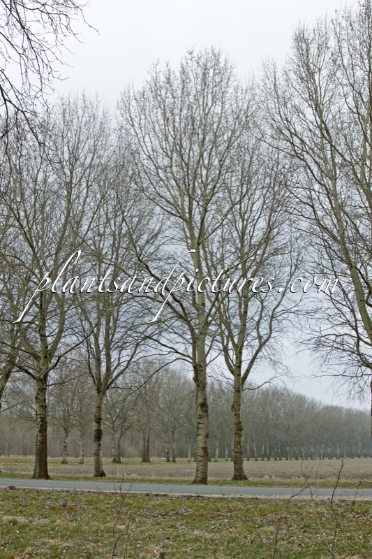 Populus canescens ‘De Moffart’