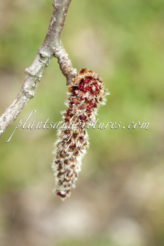 Populus canescens ‘De Moffart’