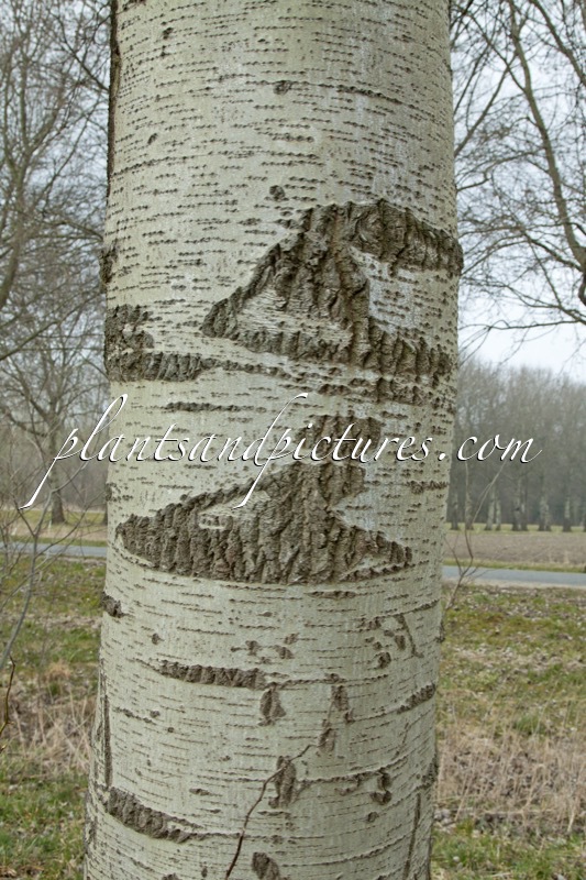 Populus canescens ‘De Moffart’