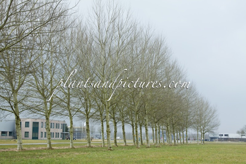 Populus canescens ‘Witte van Haamstede’