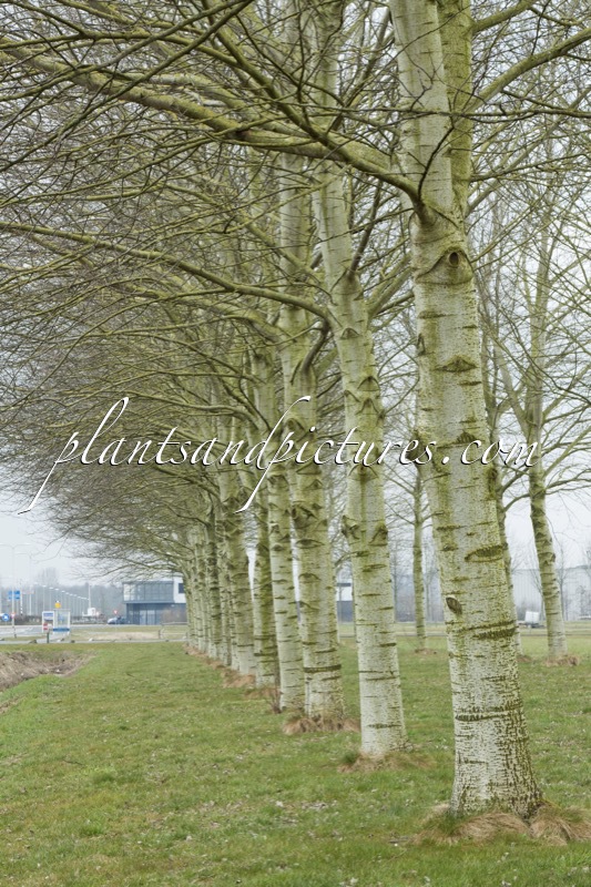 Populus canescens ‘Witte van Haamstede’