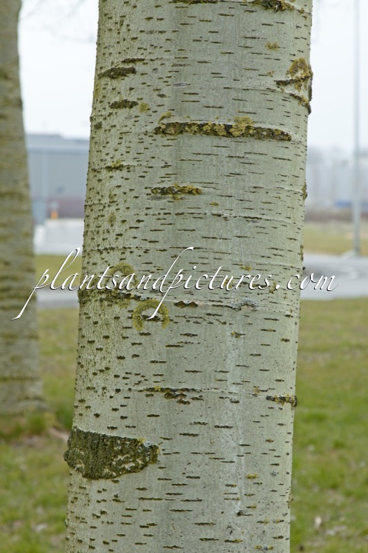 Populus canescens ‘Witte van Haamstede’