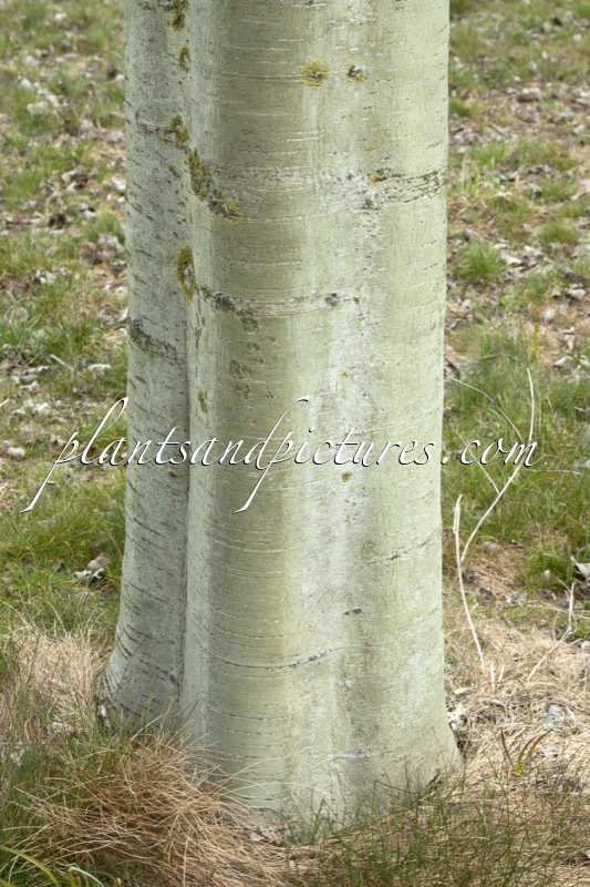 Populus canescens ‘Tatenberg’