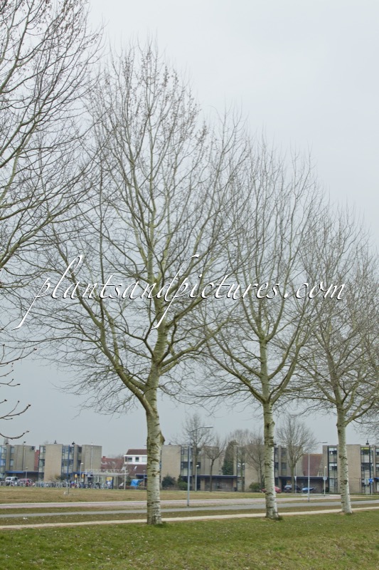 Populus canescens ‘Enniger’