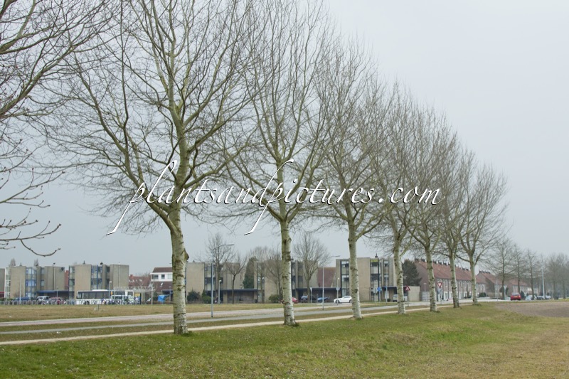 Populus canescens ‘Enniger’