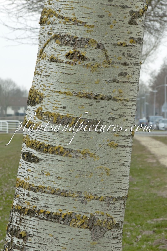 Populus canescens ‘Enniger’