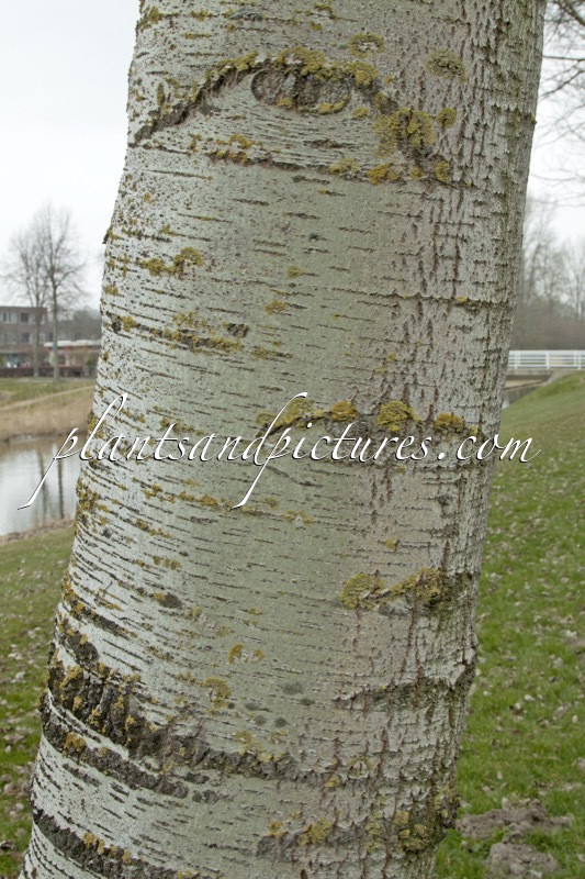 Populus canescens ‘Enniger’