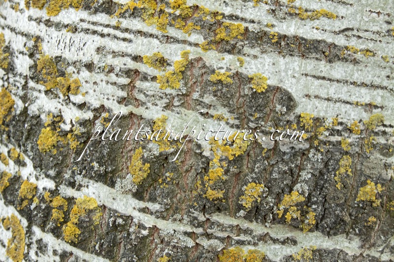 Populus canescens ‘Enniger’