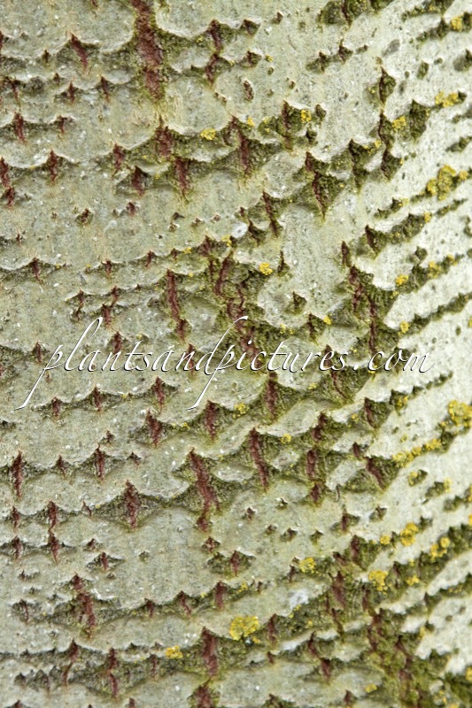 Populus canescens ‘Enniger’