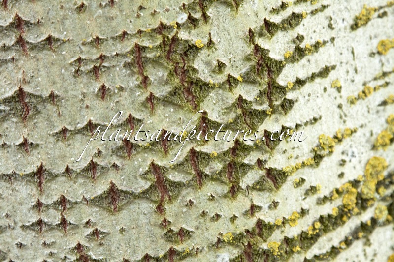 Populus canescens ‘Enniger’