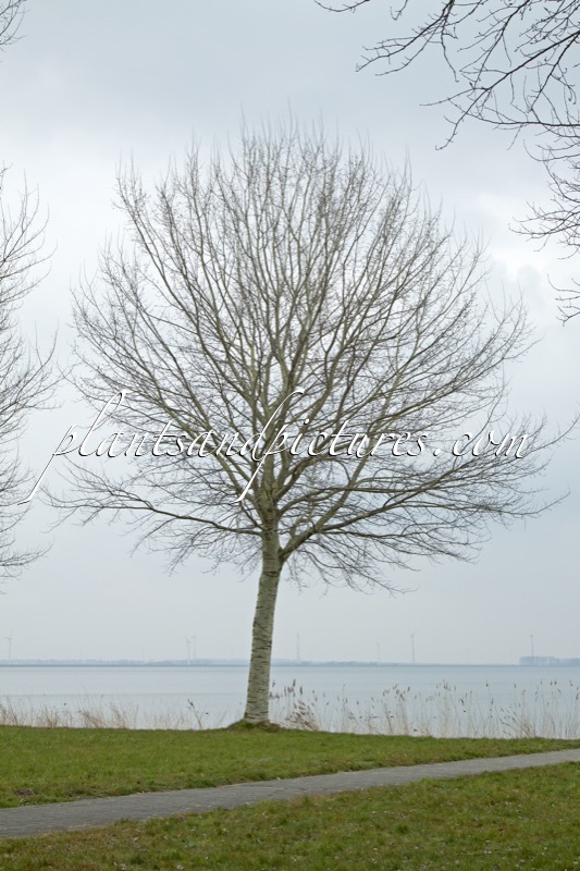 Populus canescens ‘Witte van Haamstede’