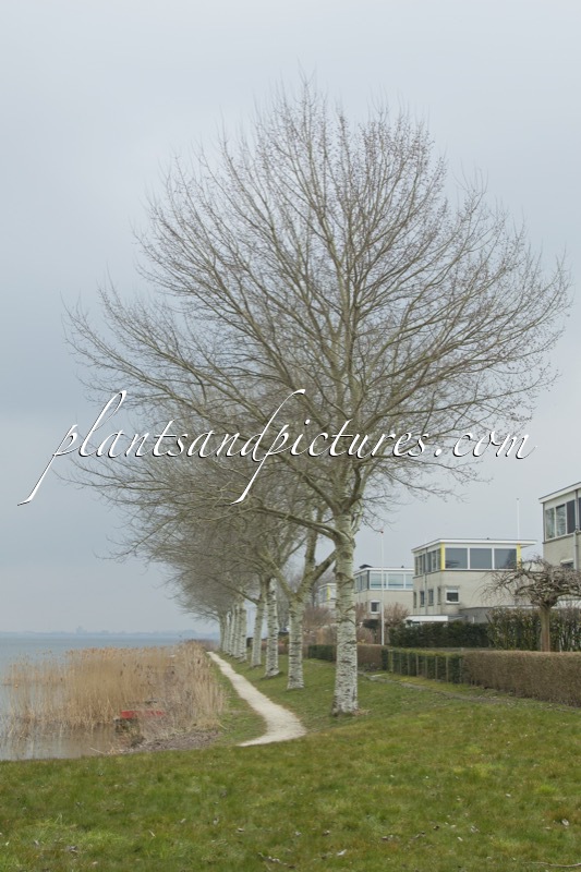 Populus canescens ‘Witte van Haamstede’