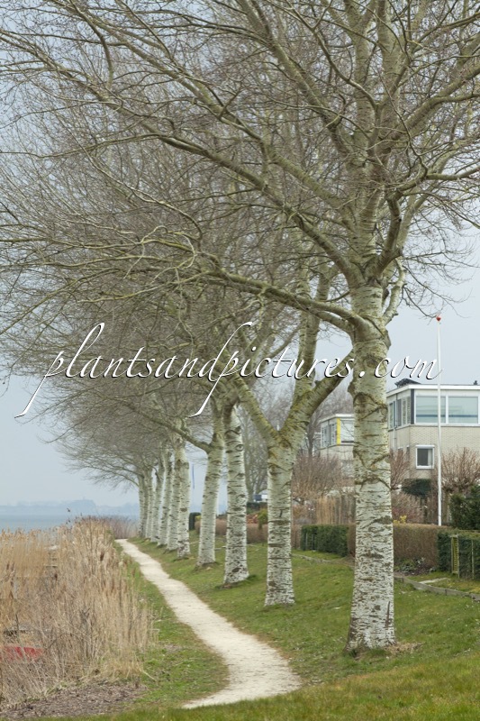 Populus canescens ‘Witte van Haamstede’