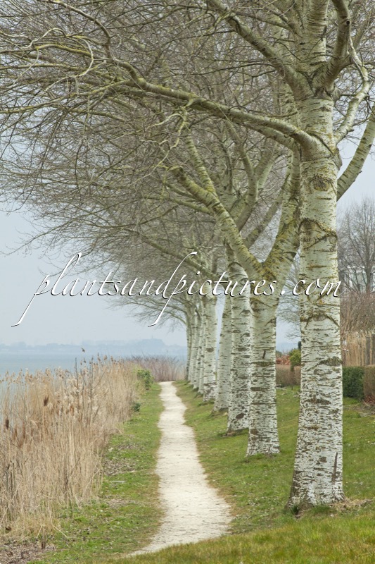 Populus canescens ‘Witte van Haamstede’