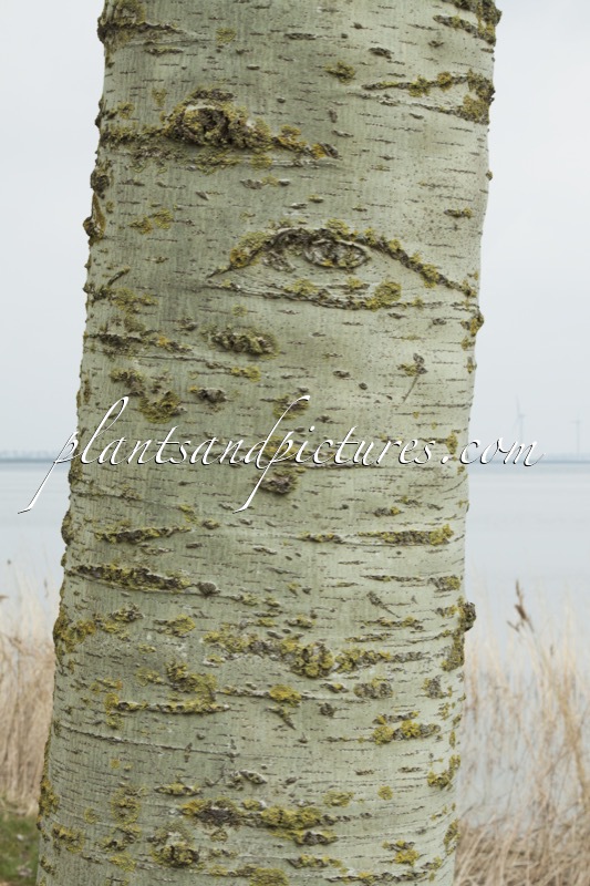 Populus canescens ‘Witte van Haamstede’