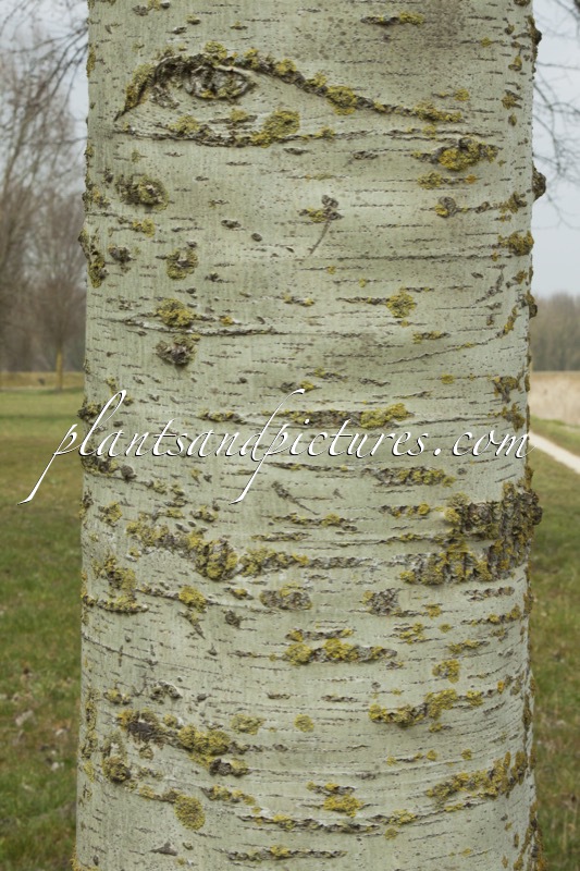 Populus canescens ‘Witte van Haamstede’