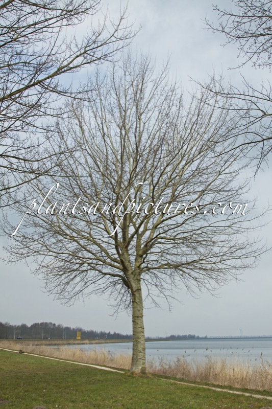 Populus canescens ‘Witte van Haamstede’