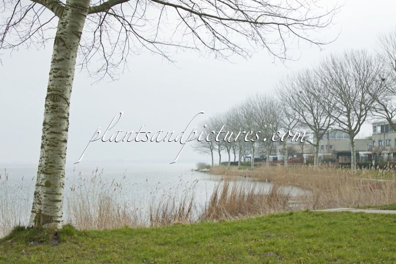 Populus canescens ‘Witte van Haamstede’