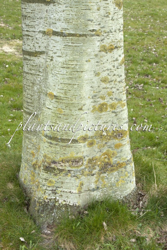 Populus canescens ‘Tatenberg’