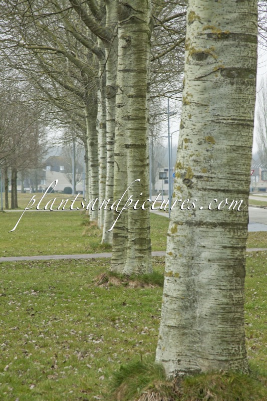 Populus canescens ‘Tatenberg’