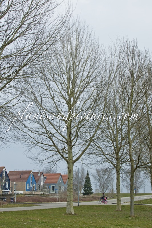 Populus canescens ‘Tatenberg’