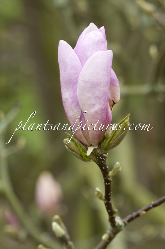 Magnolia ‘Pinkie’