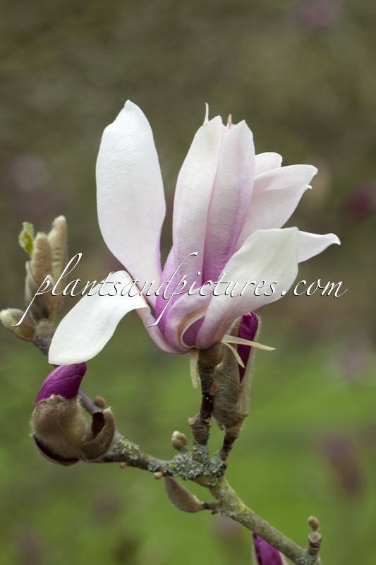 Magnolia ‘Ricki’