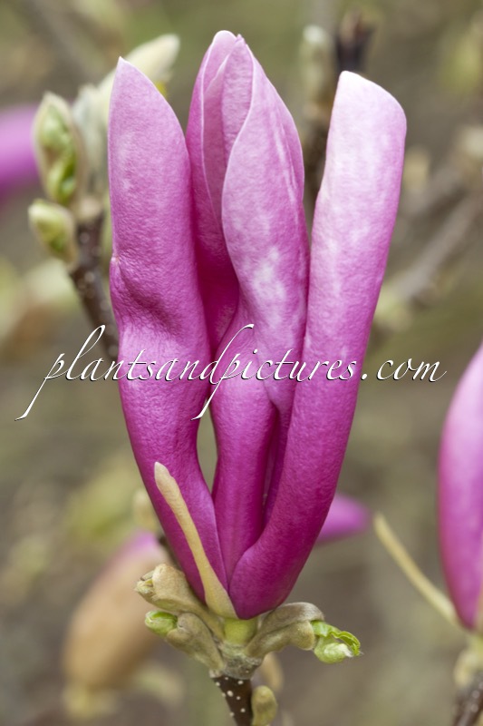 Magnolia ‘Susan’
