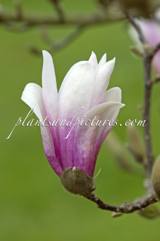 Magnolia ‘Randy’