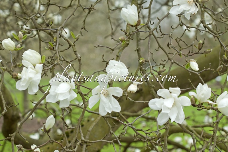 Magnolia ‘Spring Snow’