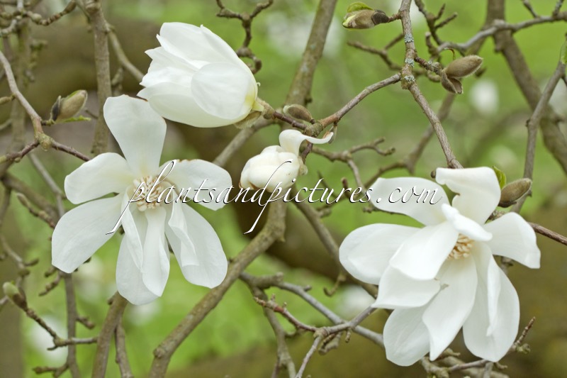 Magnolia ‘Spring Snow’