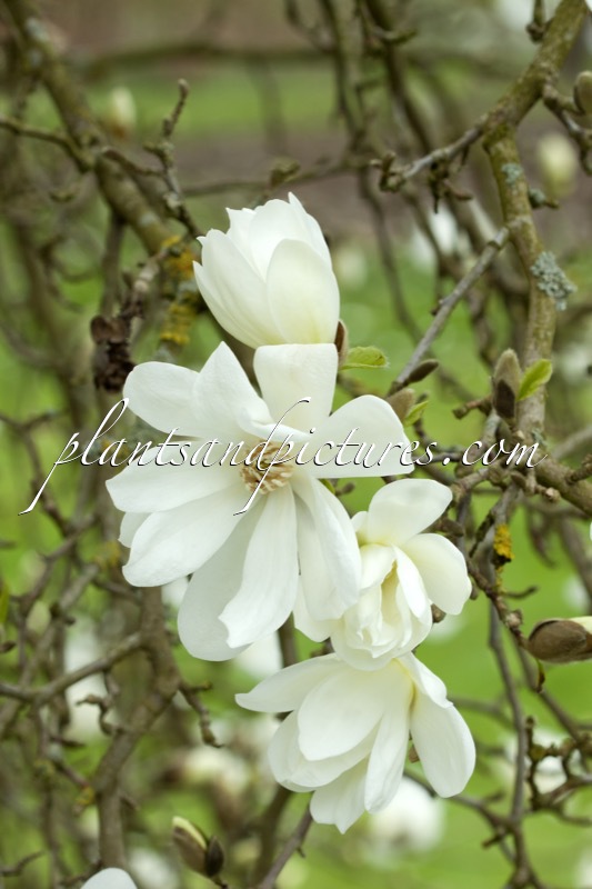 Magnolia ‘Spring Snow’