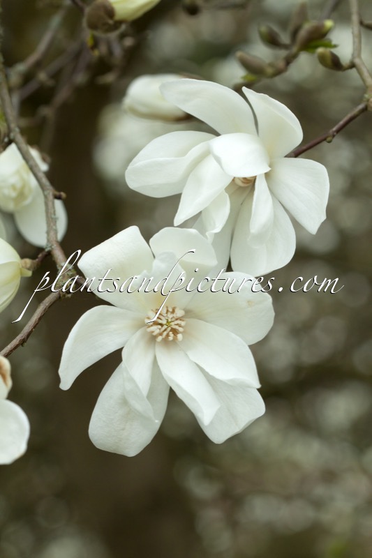 Magnolia ‘Spring Snow’
