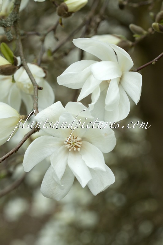 Magnolia ‘Spring Snow’