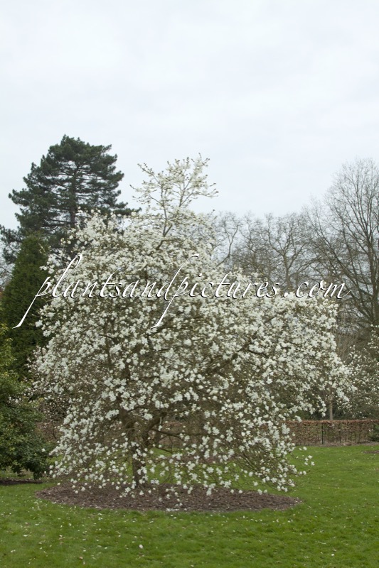 Magnolia ‘Spring Snow’