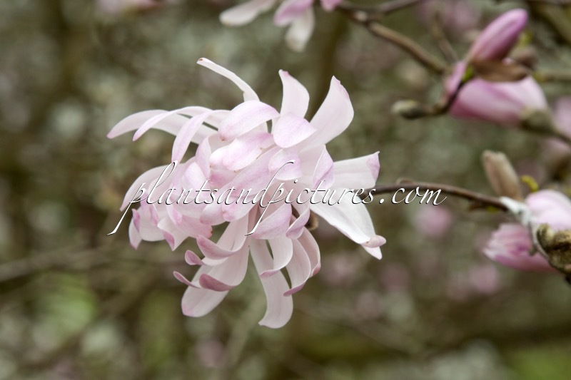 Magnolia stellata ‘Rosea’