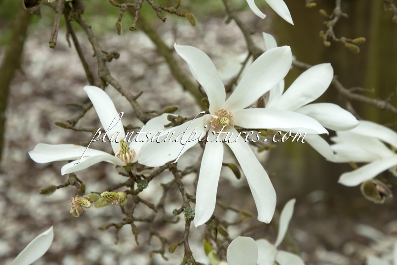 Magnolia proctoriana