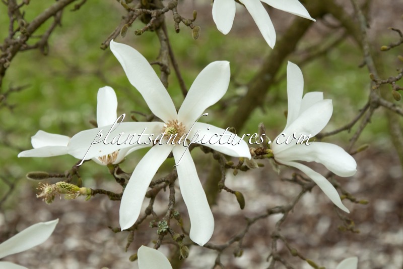 Magnolia proctoriana