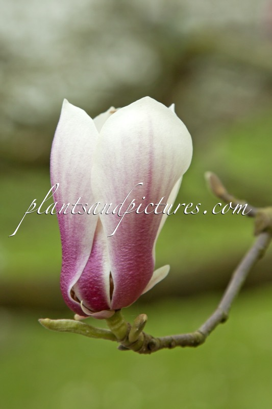 Magnolia ‘Bjuv’