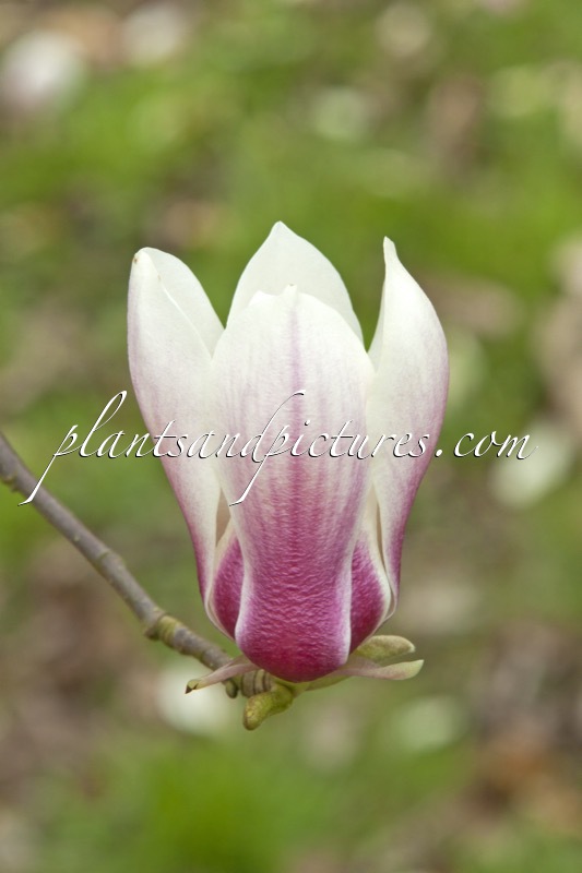 Magnolia ‘Bjuv’