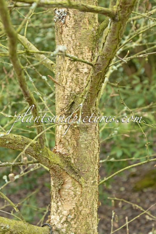 Betula apoiensis