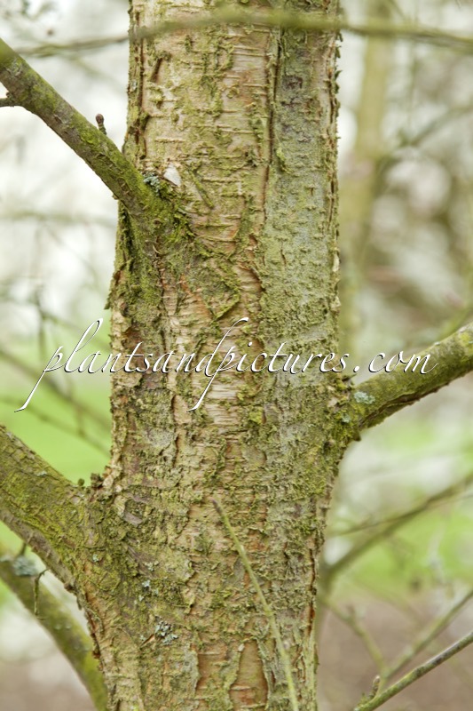 Betula apoiensis