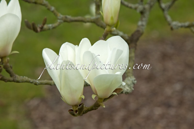 Magnolia cylindrica