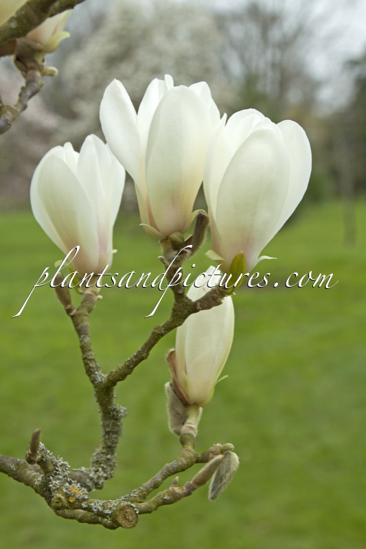 Magnolia cylindrica