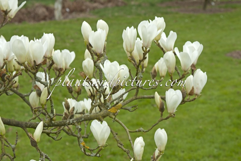 Magnolia cylindrica
