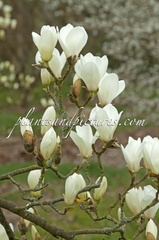 Magnolia cylindrica