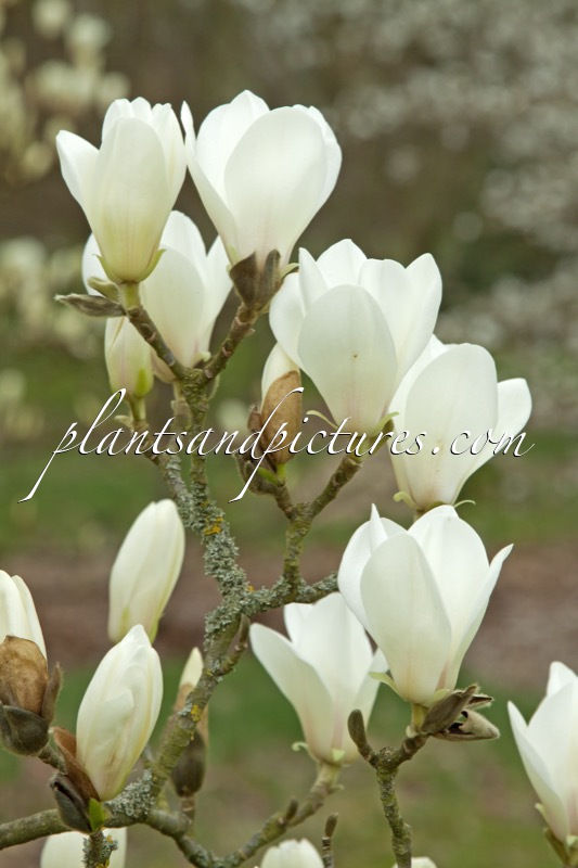 Magnolia cylindrica
