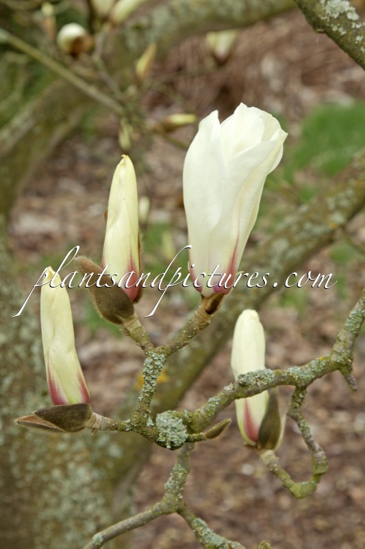 Magnolia cylindrica