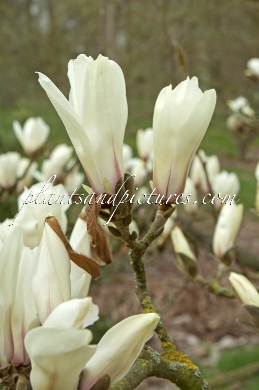 Magnolia cylindrica